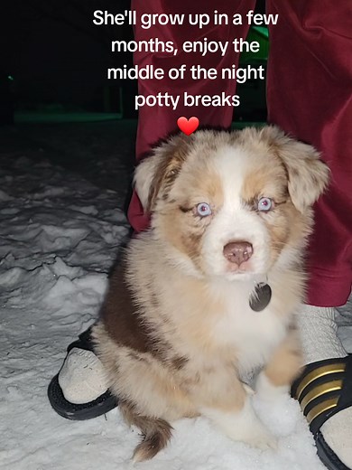 anything for you😭❤️🥺 #australianshepherd #australianshepherdpuppy #australianshepherdsoftiktok #puppy #redmerle
