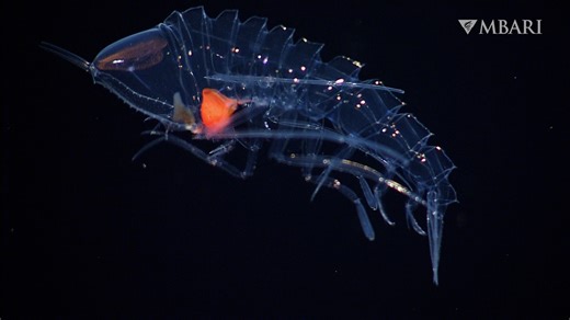 The crystal amphipod (Cystisoma spp.) combines invisible armor and giant eyes for a winning strategy for survival in the ocean’s twilight zone. Many other amphipods living in this environment are hitchhikers, taking advantage of nearby jellies for food and shelter, but Cystisoma swim freely in the open water. Living out in the open requires the crystal amphipod to become almost completely transparent. With the help of MBARI’s ships and deep-sea robots, scientists have revealed the secret to the 