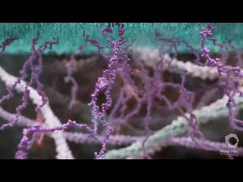 CAR-T Cells: Engineered Cancer Killers, Mechanism of Action