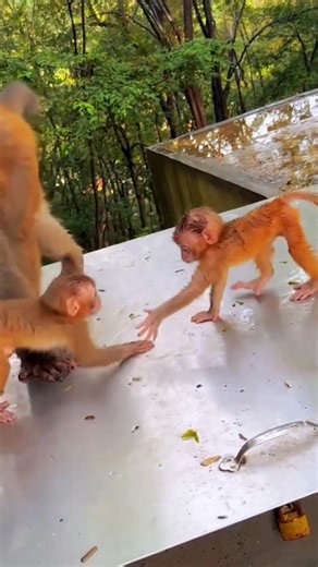 Baby monkey Lovely #monkey #birds #love #pets #monkeys #wildlife #funny | My Love Monkey