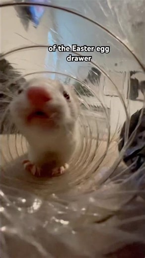Building My Ferret the ULTIMATE Playground 🐾🎢 #FerretLife #PetDIY #Shorts #ferret