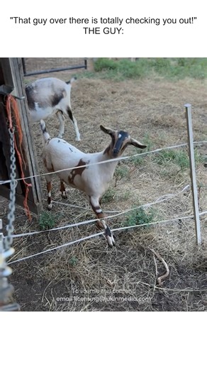 171K views · 1.3K reactions | "Do you like a b-a-a-ad boy?"  #Goat #Funny #FarmAnimals #FarmLife | The Pet Collective | Facebook