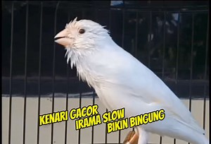 Kenari super gacor cengkok mewah #canarybird #canario #fyp | Dian Bali Channel