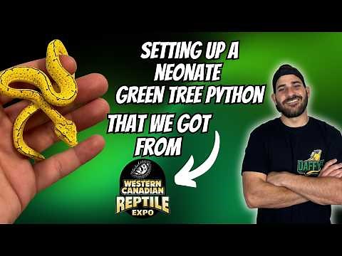 Setting Up A Neonate Green Tree Python!!
