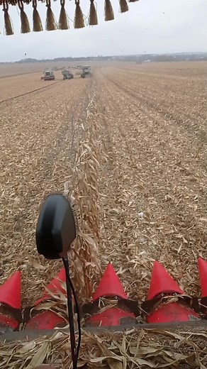 Денис Сафатий на TikTok