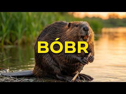 Bóbr. Odgłosy Bobra. Dźwięki Bobra. Odgłosy jakie wydaje Bóbr. Jak robi Bóbr?