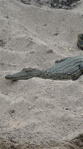 Crocodile in the Kruger of South Africa.