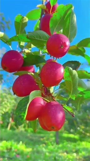 dau9624 1736942750 7460112286456319240