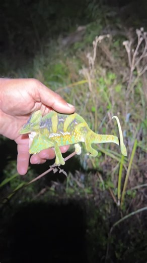 Raj Deonarine on Instagram: "Gotta have that special eyesight when Lizard hunting #iguana #iguana #florida #iguanas #iguanaiguana #fishing #invasivespecies #iguanaman #hunting #floridalife #fish"