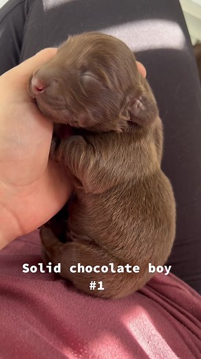 Adorable Longhair Chocolate Dachshund Puppies Compilation