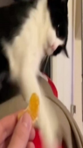 Cursed Cats on Instagram: "He hate this lemon 🍏 • Credit: prod.advnxm on TikTok • Follow @meowcursed for more cursed cats videos 😸 • Follow: @meowcursed Follow: @meowcursed Follow: @meowcursed • ❤ Like and Share! 🌈 Tag your best friend! 😳 Ay you forgot to follow! • • • • • #catvideo #meowcursed #cursedcat #cursedcats #tiktokmemes #tiktokcat #tiktokcats #catvideos #funnycatvideos #weirdcat #weirdcats #sillycats #cutecat #cutecats #kitten #kittens #sadcat #sadcats #catmeme #catmemes #wholesome