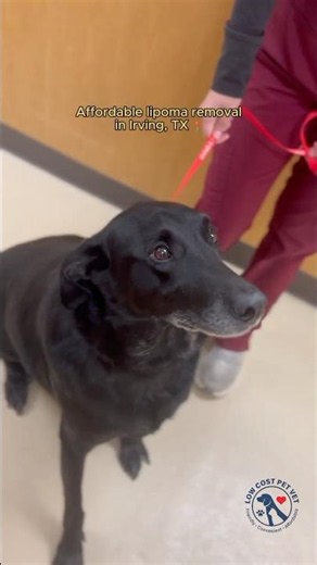 Affordable Lipoma Removal for Dogs 🐾