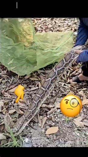 Where Did It Go? The Secret Behind the Sudden Relocation! 🐍📦