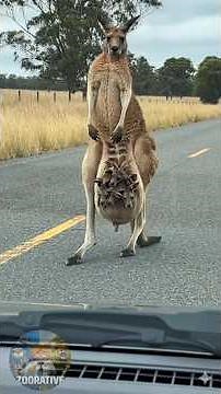 A Baby Kangaroo’s First Journey Outside the Pouch 😳#kangaroo #babykangaroo #wildlife #animalsfacts
