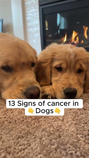 Some health problems in dogs can be difficult to spot. Save & share it with a dog parent. #aniwell