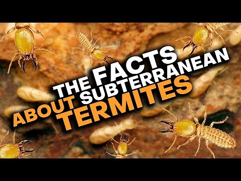 Subterranean Termites: What You Need To Know!