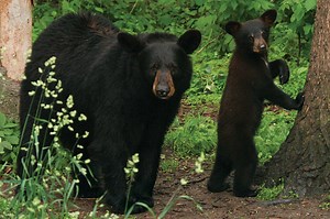 10 Facts About Black Bears (And a Video)