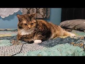 Ultimate Cat Purring: The Most Adorable Sounds You'll Ever Hear!