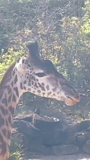 Did you know giraffes can run up to 35 mph? 🦒🔥