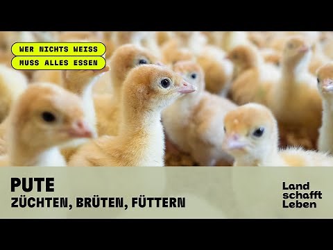 PUTE (3/5) - Züchten, Brüten, Füttern