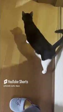 Hinoki Neko 2024 Short Video Top 5