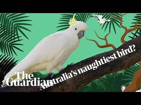 On the trail of Australia's naughtiest cockatoo
