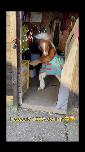 Minishetlandpony tanzt voller Freude