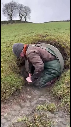 383K views · 3.4K reactions | Sauvetage émouvant : agneaux libérés du...