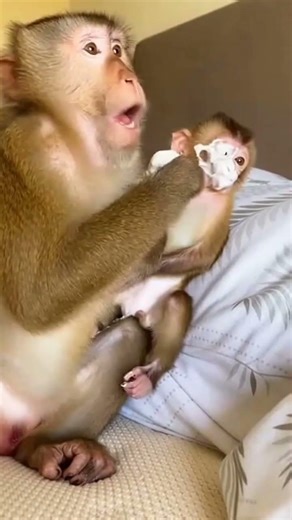 Angry Monkey Turns Prank Into Comedy 😆🍨#babymonkey #funnymonkey
