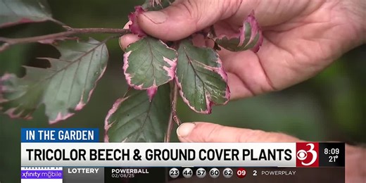 In the Garden: Tricolor beech and ground cover plants