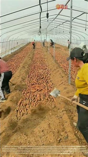 Sweet Potato Seedling Cultivation! Greenhouse Seedling Production Techniques