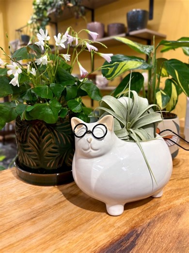 Our new pots are here, and we wanted to show off our favorite plant/pot combos! 🪴 Swing by the shop today to grab your favorite, and check out all the brand new plants we got in on our DOUBLE delivery yesterday 👀 Open 11am-6pm today! 🌿 | Take Root