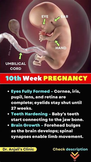 10 Week Pregnancy Baby Development | Major Changes in Your Growing Fetus This Week