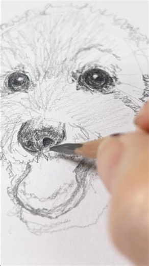 30回犬を描いたら神絵師になれるか検証 最終回 #pencildrawing #イラストメイキング #犬の描き方 #drawing #sketch #art