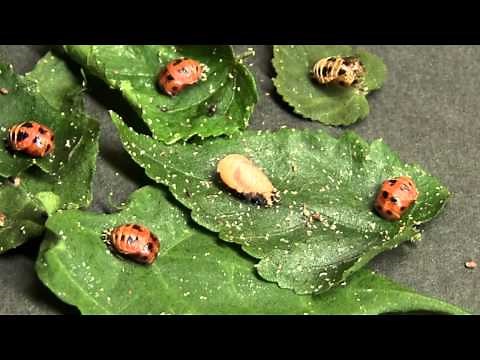てんとう虫 幼虫 から 蛹 さなぎへ