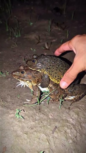 Grab the frog's body and laugh loudly | Frog jumping funny | Frog Video Laughter World