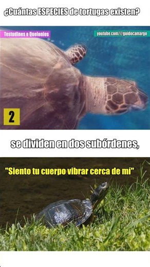 How many turtle SPECIES are there? 🐢