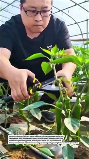 Precision Pepper Pruning Shears for Faster Greenhouse Harvests#FarmingTools #Greenhouse #Agriculture