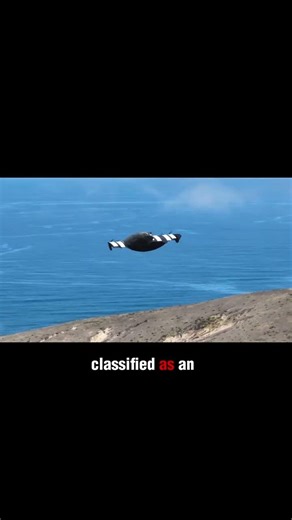 BlackFly: The Real-Life Flying Machine You Can Actually Own..