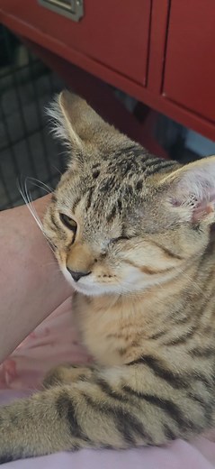 11-10 ADOPTED! Priscilla's foster mom here again! If you missed my earlier post, you'll have to check it out. Anyways, as I posted earlier I work from home and she sits on my lap all day...so I found myself goofing off with her instead of working this afternoon. Our kitten adoption fee is $85 fully vetted....but we are offering a very special deal to our kitten lovers. You can double the fun by adopting TWO of our fully vetted kittens for an adoption fee of only $125! Kittens always do better in