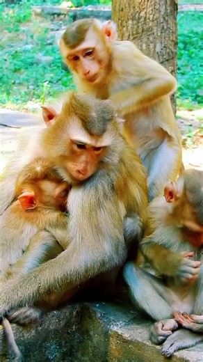 Grooming time 🥰 More than cleaning, this is how monkeys show love, care, and trust. Quiet moments that strengthen family bonds in the wild 💛🌿 #animalmomentshub #monkeybaby #animallove #animal #grooming