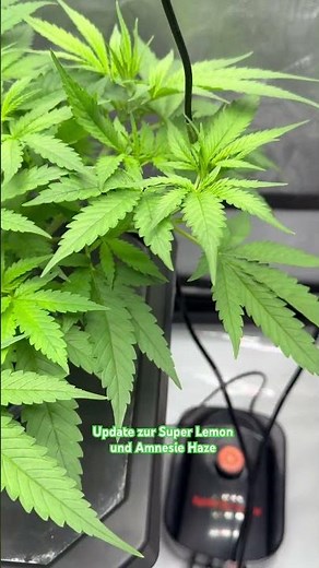Super Lemon und Amnesia Haze #cannabis #dwc #hydrokultur #garten #garden #plants #hydroponics
