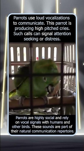 Parrot Crying Like A Baby