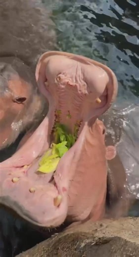 319K views · 8.3K reactions | Happy World Hippo Day from the hungry hungry hippos at the Cincinnati Zoo! Learn about their favorite foods, playful antics, and vital conservation efforts helping hippos in the wild: https://cincinnatizoo.org/world-hippo-day-celebrating-the-bloat-at-the-cincinnati-zoo/ | Cincinnati Zoo & Botanical Garden | Facebook