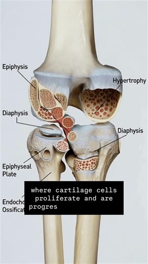Epiphyseal Plate. #viral #anatomy