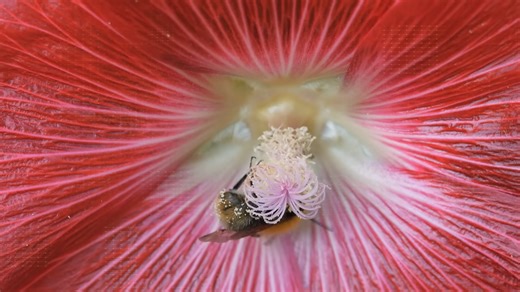 Britain built a garden of deadly plants – and people are allowed inside