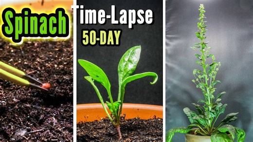 Growing spinach in pot from seed to flower (50 days timelapse)