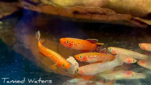 Another favorite came in! I’ve always been drawn to killifish ever since I saw them in local fishrooms or at the local aquarium shows growing up. We received 4 types of killies in this week but we will start with showing off these absolutely wonderful Aphyosemion Australe “Golds”. This family of killies come from South Western African from multiple countries including Congo, Cameroon, Gabon and a few other areas they reside in. This is NOT an annual species of killifish which make them so desira