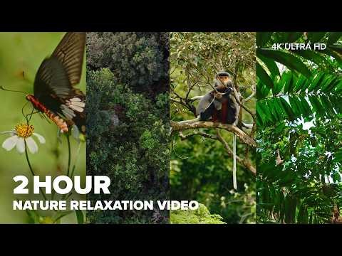 Relaxing Jungle Ambience for Rest and Focus | Nature Relaxation Video 4K