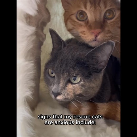 29K views · 14K reactions | Chewy Pharmacy makes calming season a breeze. Fast, easy, delivered. | Chewy | Facebook